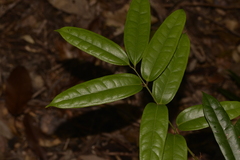 Ripogonum discolor
