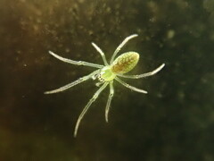 Tetragnatha squamata