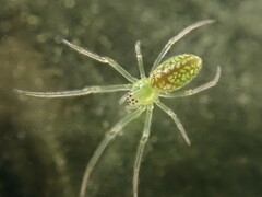 Tetragnatha squamata