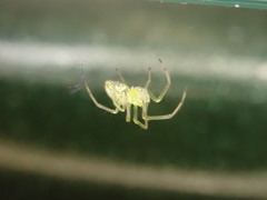 Tetragnatha squamata