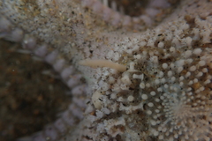Astropecten armatus