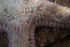 Astropecten armatus