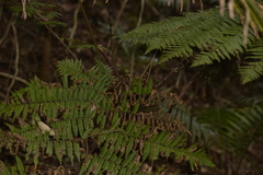 Alsophila leichhardtiana