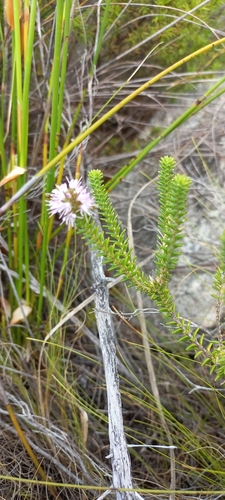 Image of Stilbe ericoides by (c) Adele SL, some rights reserved (CC BY)