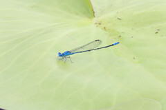 Pseudagrion cingillum