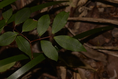 Pilidiostigma glabrum