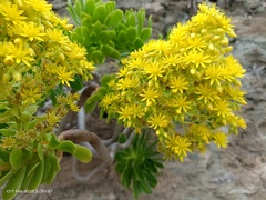Aeonium arboreum