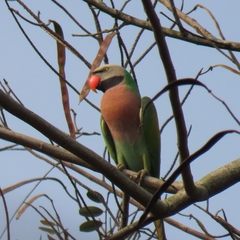 Psittacula alexandri