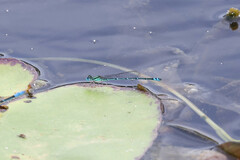 Austroagrion exclamationis