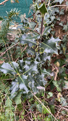 Ilex aquifolium