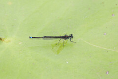Austrocnemis splendida