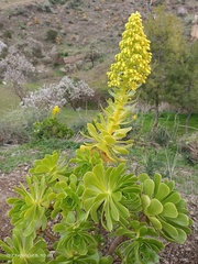 Aeonium arboreum
