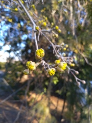 Cornus
