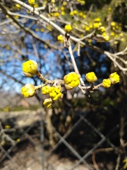 Cornus