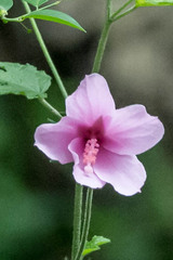 Hibiscus pedunculatus