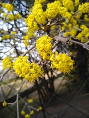 Cornus