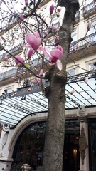 Magnolia