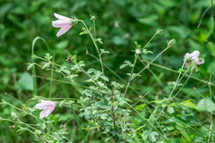 Hibiscus pedunculatus