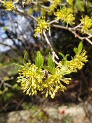 Cornus