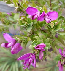 Polygala myrtifolia