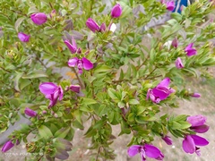 Polygala myrtifolia