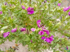 Polygala myrtifolia