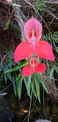 Disa uniflora