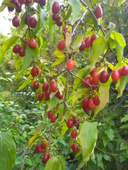 Cornus