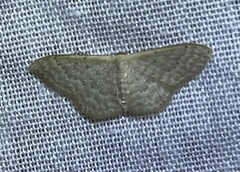 Idaea philocosma