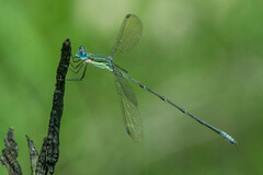 Lestes virgatus