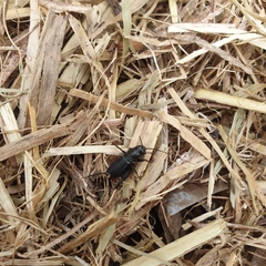 Teleogryllus commodus