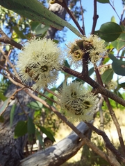 Eucalyptus baxteri