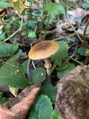 Conocybe arrhenii