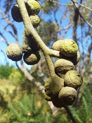 Eucalyptus baxteri