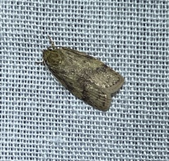 Oligoloba severa