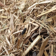 Teleogryllus commodus