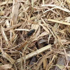 Teleogryllus commodus