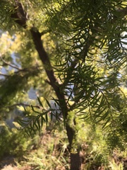 Cunninghamia lanceolata
