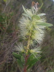 Melaleuca pachyphylla