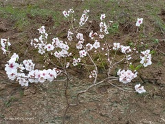 Prunus amygdalus