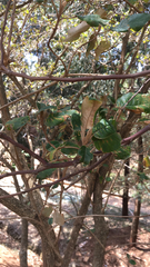 Brachylaena discolor