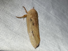 Cryptophasa rubescens