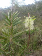 Melaleuca pachyphylla