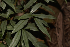 Beilschmiedia elliptica