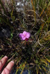 Drosera glabripes