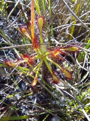 Drosera glabripes