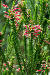 Erica densifolia