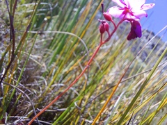 Drosera glabripes