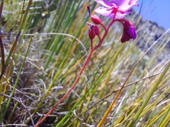 Drosera glabripes