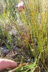 Drosera glabripes